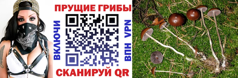 Купить закладки  Магас  Псилоцибиновые грибы Cubensis 